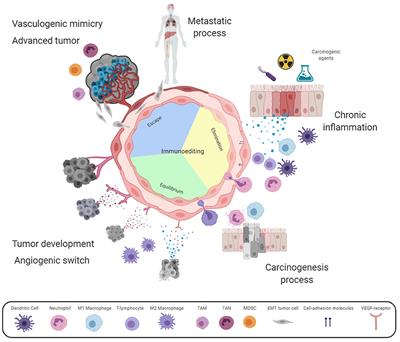 Contribution of Angiogenesis to Inflammation and Cancer